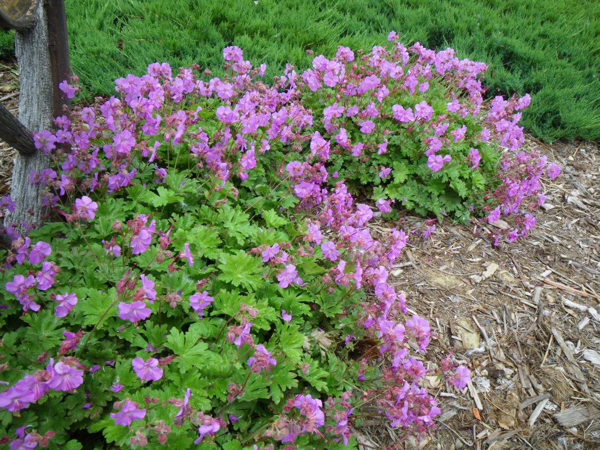 Geranium cantabrigiense 'Cambridge'